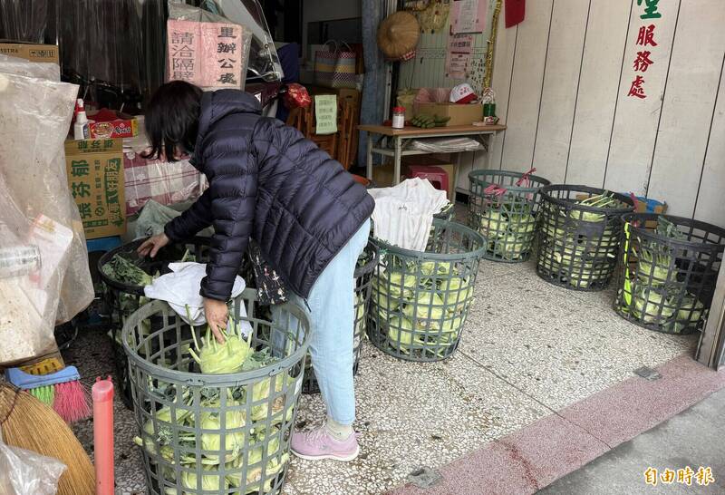 彰化菜農大頭菜豐收賣不到好價錢 台中里長助賣創雙贏 - 生活 - 自由時報電子報