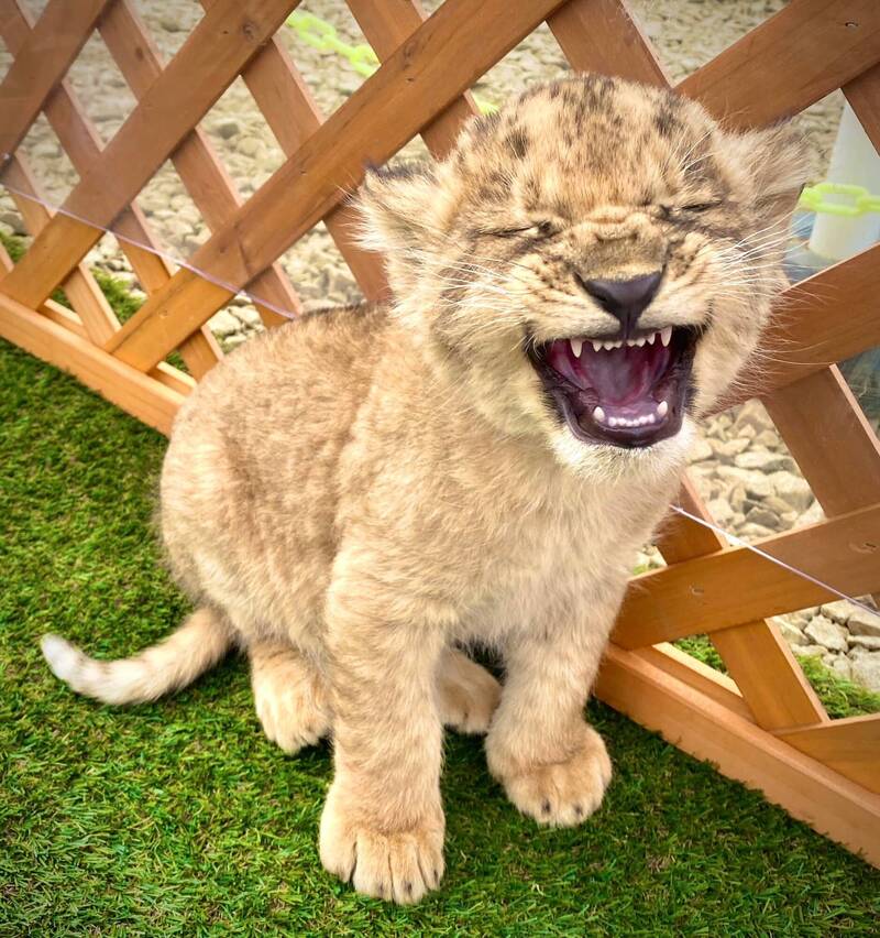 違法經營20年！「日本最危險動物園」9月底關閉 500隻動物去向不明 - 國際 - 自由時報電子報