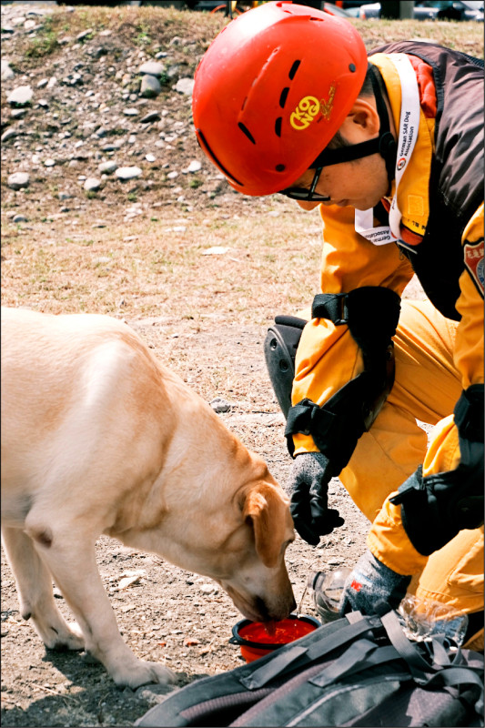 花蓮搜救犬Fancy 通過IRO高級認證 - 生活 - 自由時報電子報
