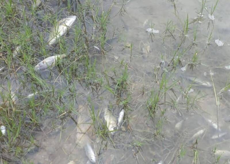 尚比亞最重要的水道卡富埃河出現死魚。（美聯社）