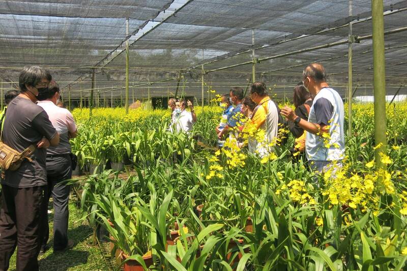 農業部種苗場推文心蘭健康種苗汰舊換新  每株獎勵5元