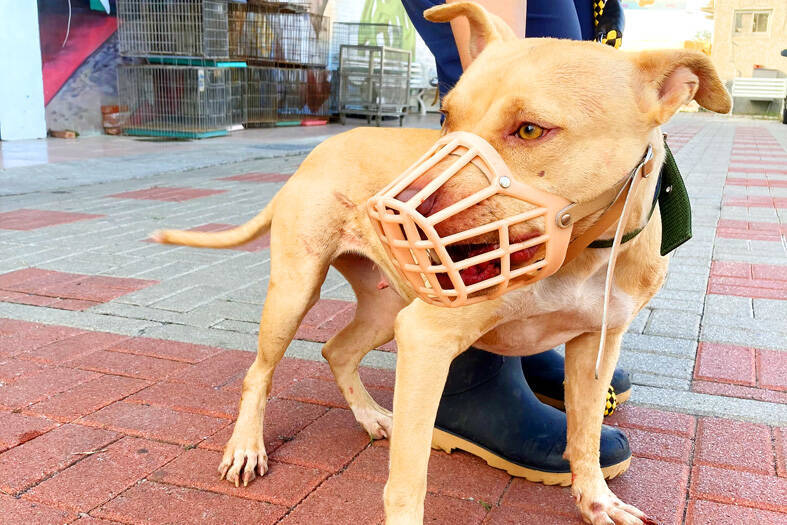 A pit bull terrier wears a muzzle in Tainan in an undated photograph.
Photo courtesy of the Tainan City Government via CNA
A pit bull terrier wears a muzzle in Tainan in an undated photograph.
Photo courtesy of the Tainan City Government via CNA