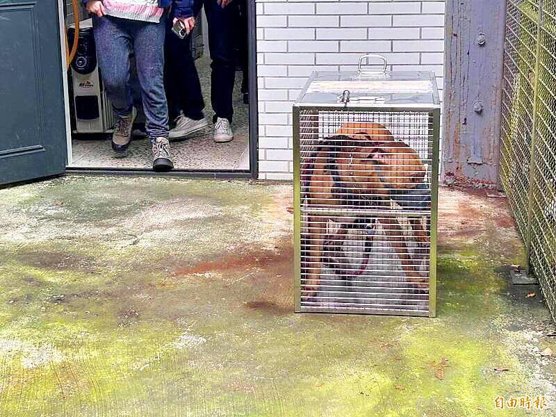 The dog Lucky is pictured muzzled and caged for transport in Taipei yesterday.
Photo: Liu Yung-yun, Taipei Times
The dog Lucky is pictured muzzled and caged for transport in Taipei yesterday.
Photo: Liu Yung-yun, Taipei Times