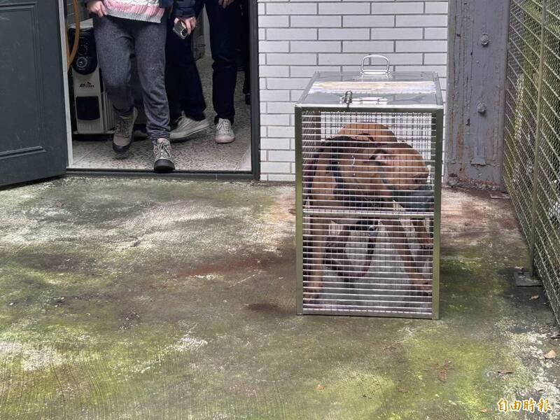 比特犬Lucky二度咬人,意外衍生出議員關說疑雲。圖為Lucky。(資料照) 比特犬Lucky二度咬人,意外衍生出議員關說疑雲。圖為Lucky。(資料照)