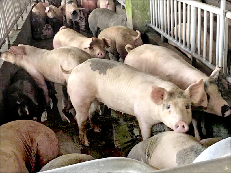 我國可望於今年5月獲WOAH通過認定為豬瘟非疫國，屆時台灣將是亞洲唯一非洲豬瘟、口蹄疫、豬瘟非疫國。（資料照）