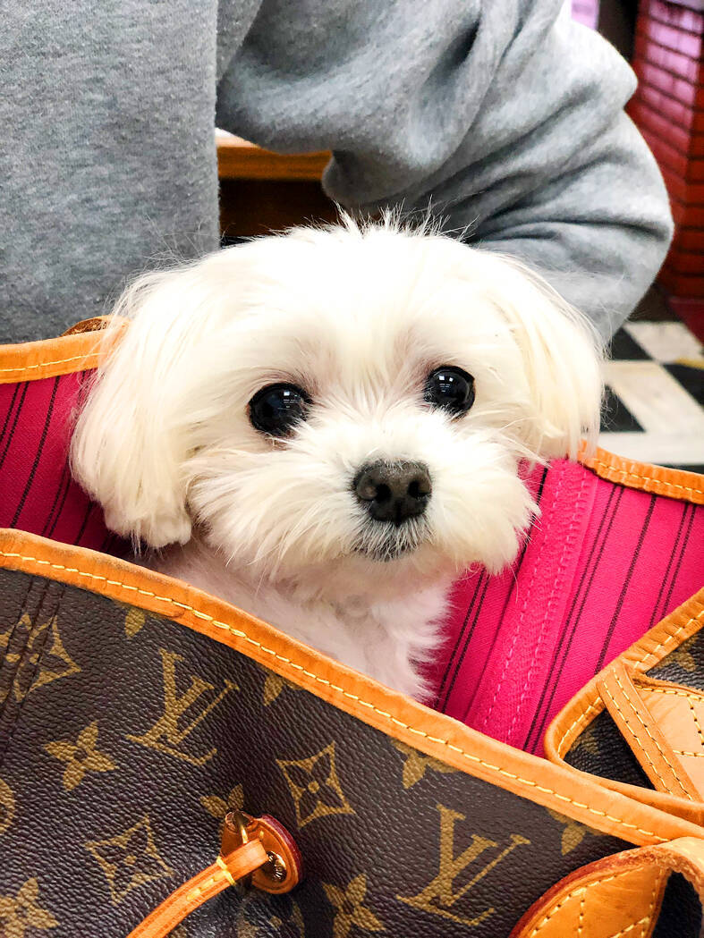A maltese dog named “Angel” is pictured in an undated photograph.
Photo courtesy of the pet owner surnamed Lin
A maltese dog named “Angel” is pictured in an undated photograph.
Photo courtesy of the pet owner surnamed Lin