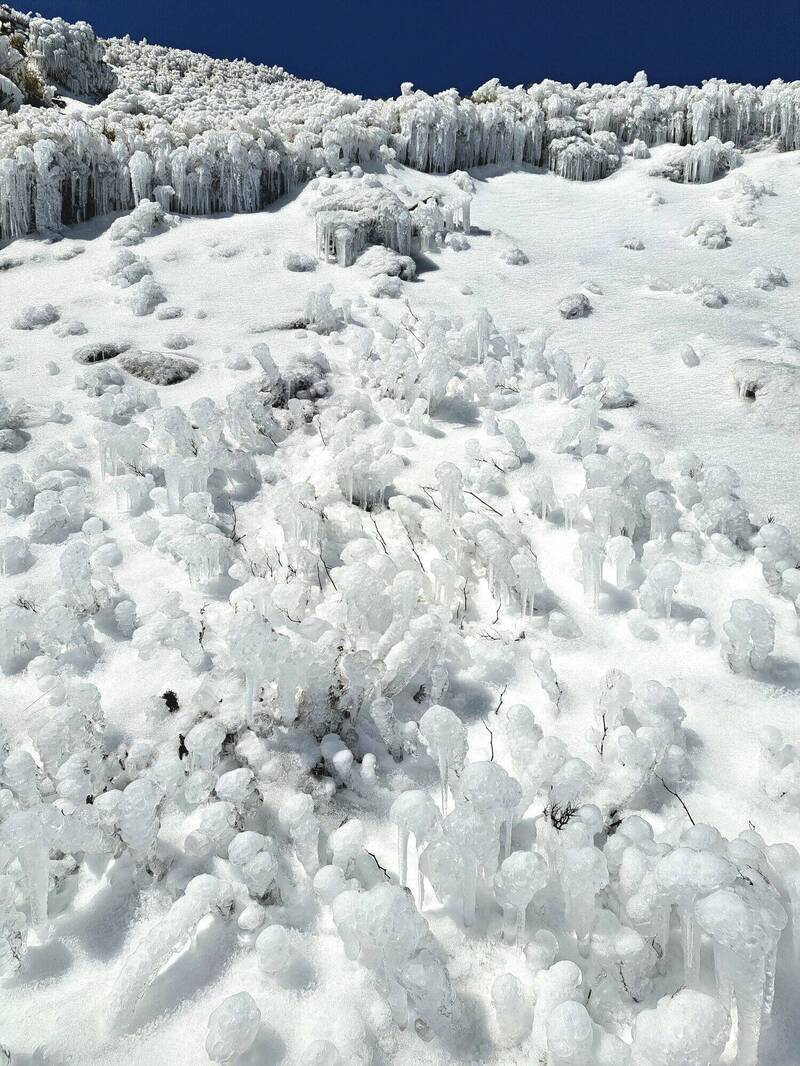 南投合歡山大雪過後,路邊草坡積雪消融又結冰,成為一叢叢白色雪柱。(民眾呂秋明提供) 南投合歡山大雪過後,路邊草坡積雪消融又結冰,成為一叢叢白色雪柱。(民眾呂秋明提供)