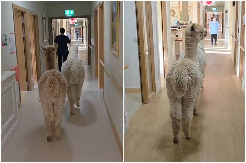 羊駝兄弟Paddy和Oscar,會固定造訪當地安養院陪伴年長者。(圖擷自IG/@k2alpacas) 羊駝兄弟Paddy和Oscar,會固定造訪當地安養院陪伴年長者。(圖擷自IG/@k2alpacas)