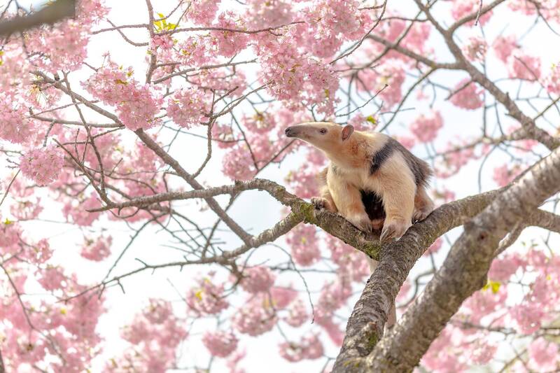 在靜岡縣的動物園裡，小食蟻獸爬上櫻花樹，展現出可愛的一面，令所有人驚喜不已。