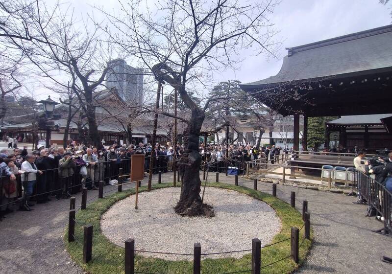 位於靖國神社的東京櫻花標準樹今日正式開花。(擷取自@Koichiro_Tez/X) 位於靖國神社的東京櫻花標準樹今日正式開花。(擷取自@Koichiro_Tez/X)
