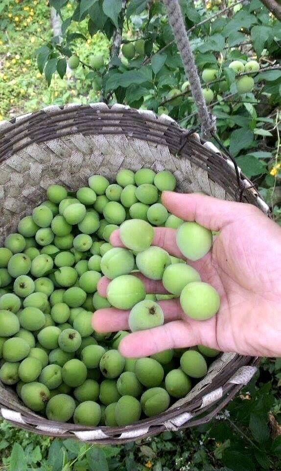 進入採梅季,市府農業局與梅嶺休閒農業區合辦脆梅手作體驗。(梅嶺休閒農業區提供) 進入採梅季,市府農業局與梅嶺休閒農業區合辦脆梅手作體驗。(梅嶺休閒農業區提供)