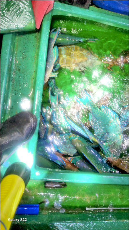 中國非法漁船用氰化物毒魚，捕獲的魚類多為珊瑚礁魚種，如鸚哥魚、石頭魚等。（海巡署提供）