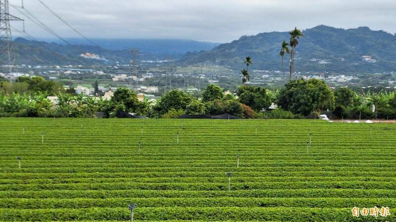 南投縣是國內茶業重鎮，惟隨著中國已成台灣茶出國競爭對手，議員建議縣府應轉移茶產業行銷重心，放眼廣闊多元的世界市場。（記者張協昇攝）