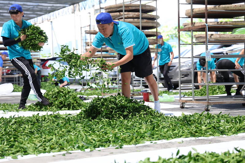 南投縣議員建議縣府規劃「南投縣外交柑仔店計畫」，徵求有意願進駐國外的南投青年，駐點行銷茶葉等農特產品。（南投縣文化局提供）