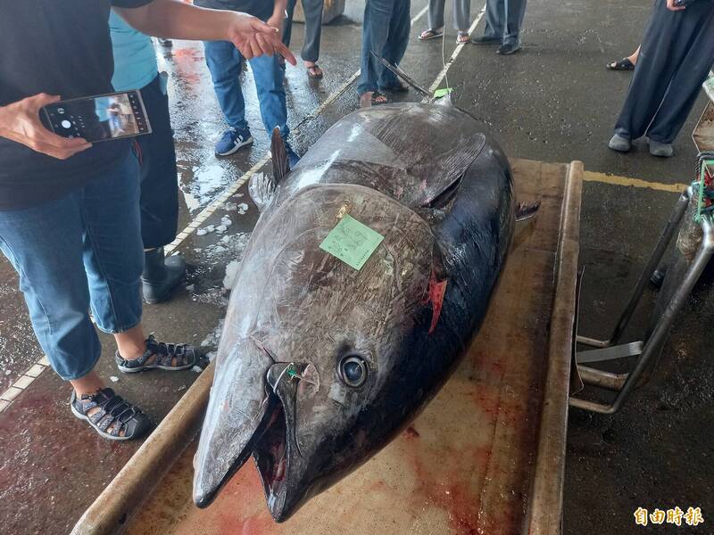 蘇澳籍漁船全昌隆168號今天捕獲重約200公斤黑鮪魚，預計明天返港卸魚。圖為去年「蘇澳第一鮪」畫面。（資料照，記者江志雄攝）