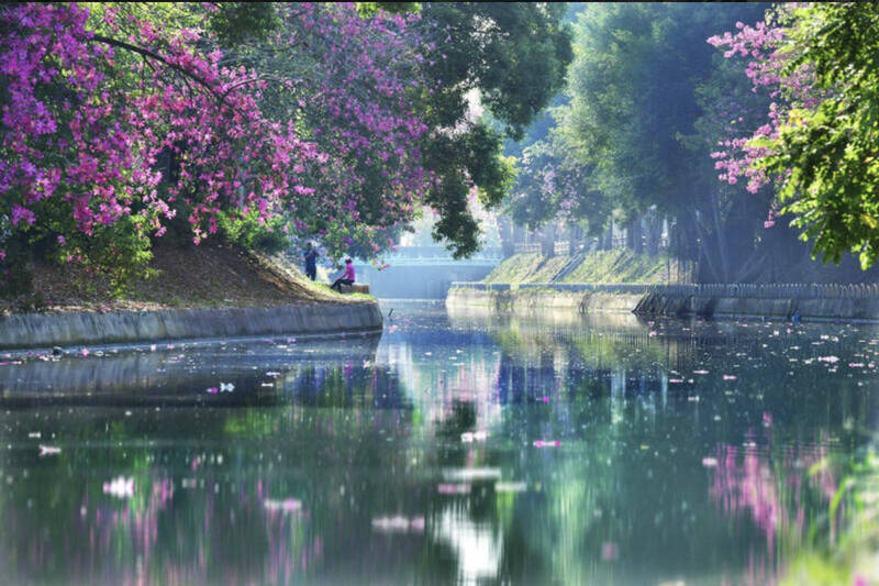 北斗河濱公園美人樹每年10月盛開。（地方文史工作者柯鴻基提供）