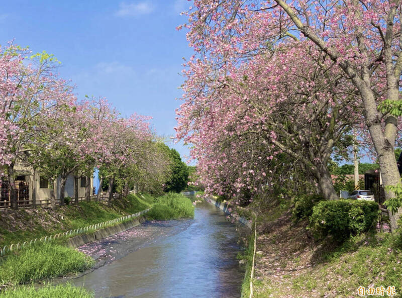 北斗渡船頭的美人樹鄰近的東螺溪，因常傳出陣陣惡臭，讓民眾賞花還要憋氣。（資料照）