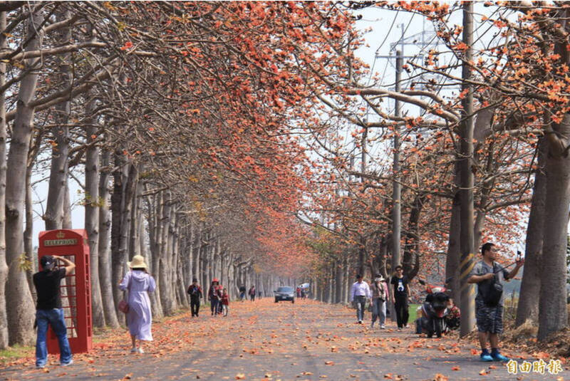 埤頭鄉木棉花道每年在二二八連假期間盛開，開花時美景引人入勝。（資料照）
