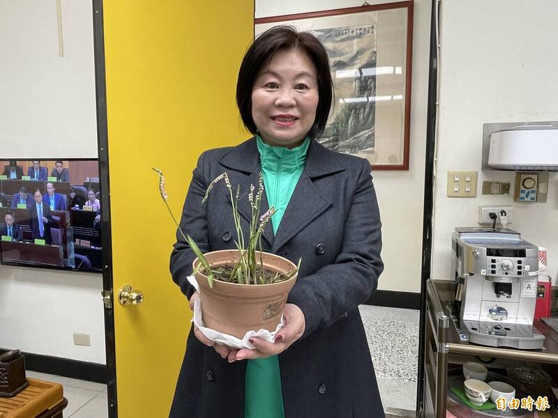 八德棒壘球場拆除發現罕見綬草,市議員呂林小鳳發起搶救活動。(記者謝武雄攝) 八德棒壘球場拆除發現罕見綬草,市議員呂林小鳳發起搶救活動。(記者謝武雄攝)