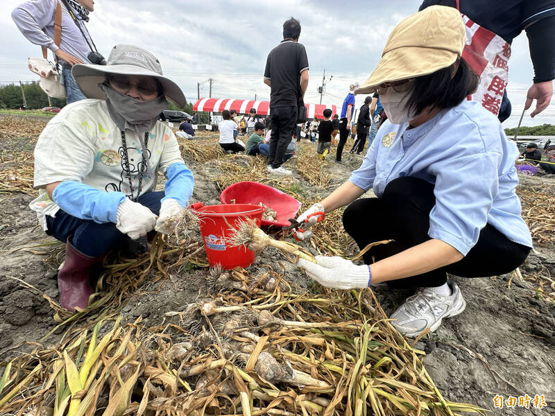 雲林縣農會在東勢鄉舉辦百人拔蒜活動,場面熱絡。(記者李文德攝) 雲林縣農會在東勢鄉舉辦百人拔蒜活動,場面熱絡。(記者李文德攝)