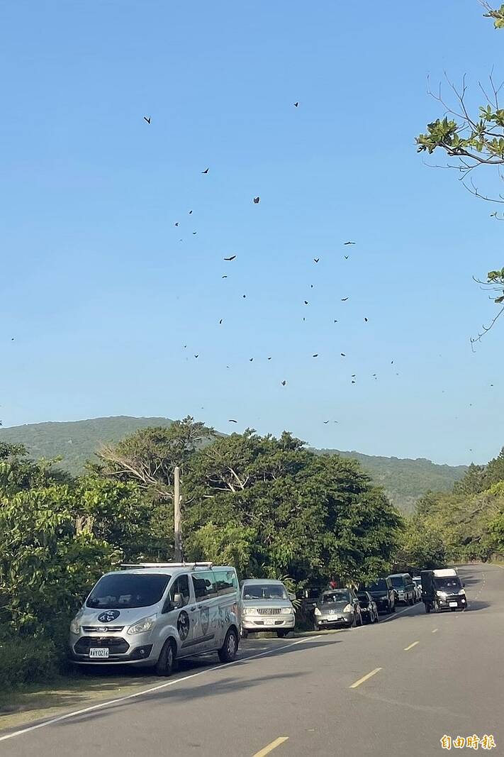 南台灣紫斑蝶大遷徙,南灣、佳樂水都有大發生現象。(記者蔡宗憲攝) 南台灣紫斑蝶大遷徙,南灣、佳樂水都有大發生現象。(記者蔡宗憲攝)