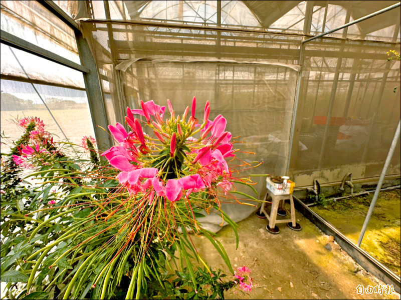 農改場去年向日本取經,以種植醉蝶花再導入生物防治「菸盲椿」。(記者李文德攝) 農改場去年向日本取經,以種植醉蝶花再導入生物防治「菸盲椿」。(記者李文德攝)