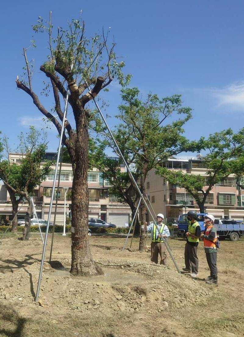 配合高捷黃線施工,鳳山澄清路數百棵樹陸續移植。(捷運局提供) 配合高捷黃線施工,鳳山澄清路數百棵樹陸續移植。(捷運局提供)