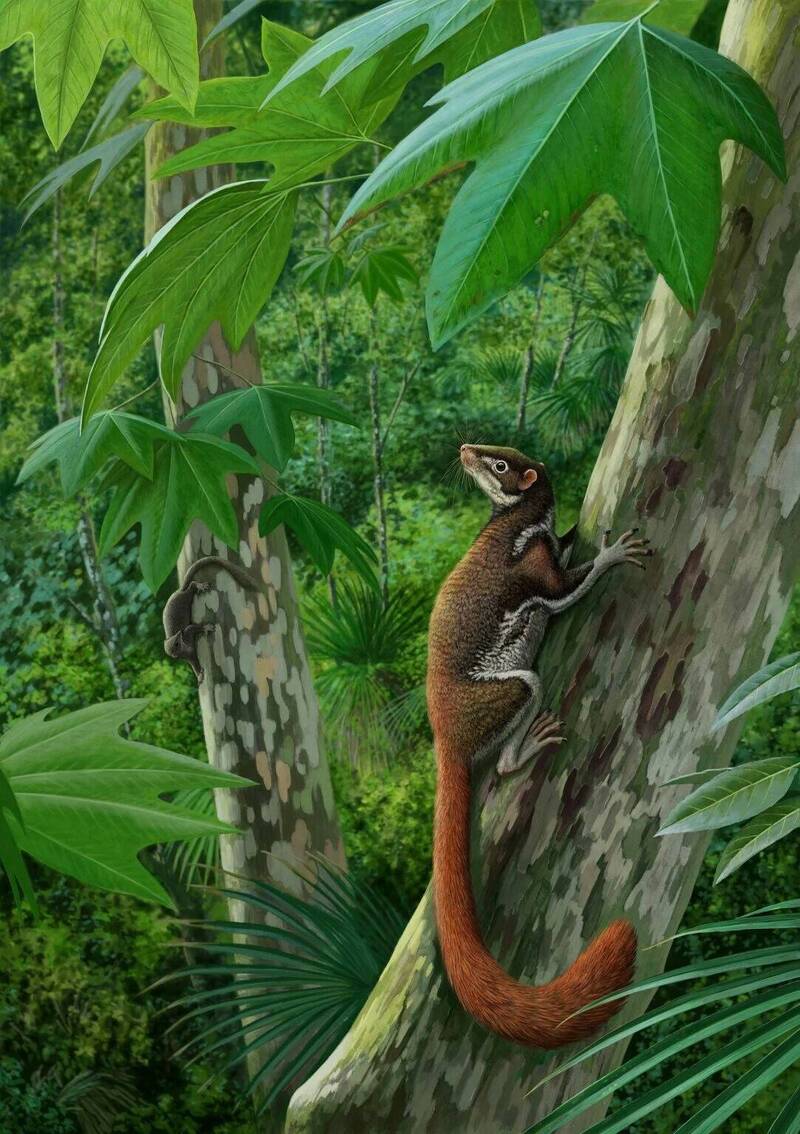 此為混齒獸(Mixodectes pungens)的想像圖,新發現揭示此古代物種與現代人類的演化關聯。 (圖:Stephen Chester) 此為混齒獸(Mixodectes pungens)的想像圖,新發現揭示此古代物種與現代人類的演化關聯。 (圖:Stephen Chester)