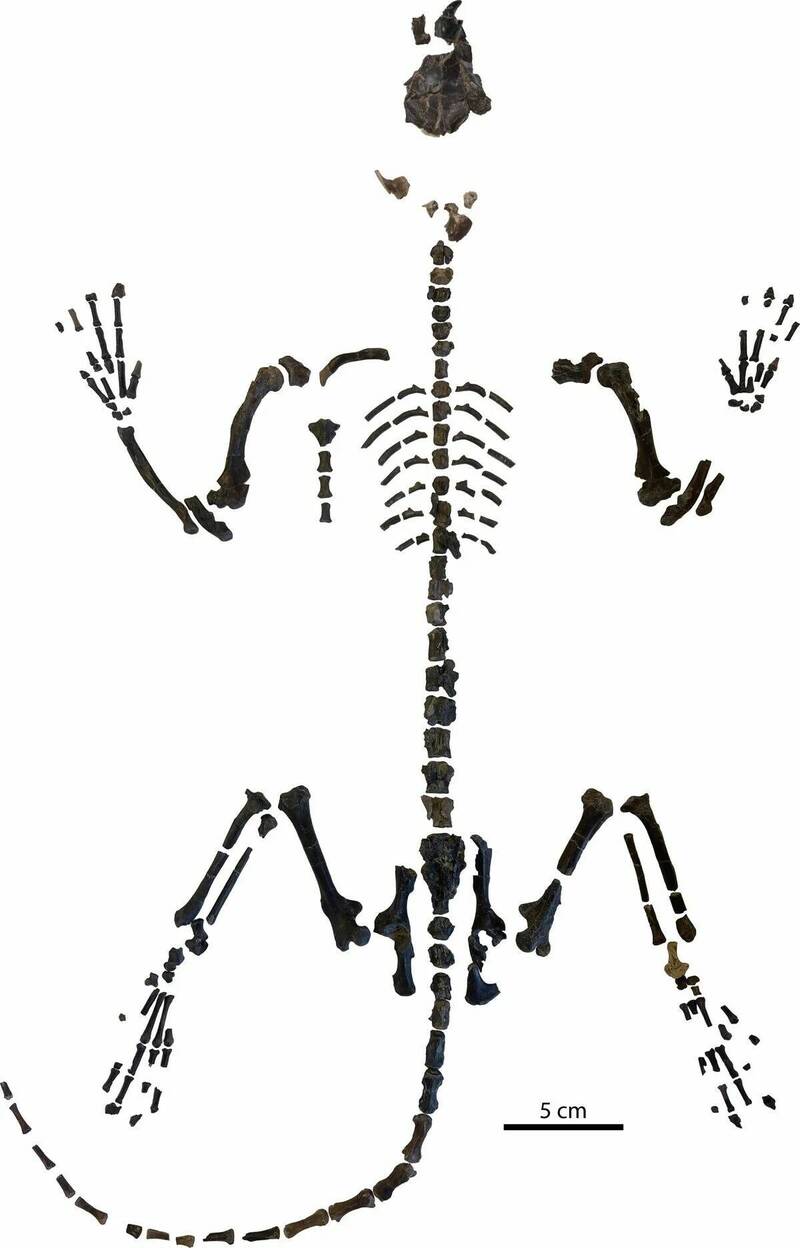 這具在新墨西哥州發現的混齒獸(Mixodectes pungens)骨骼化石,是迄今最完整的一具,為研究早期哺乳動物演化提供了寶貴資料。 (圖:Andrey Atuchin) 這具在新墨西哥州發現的混齒獸(Mixodectes pungens)骨骼化石,是迄今最完整的一具,為研究早期哺乳動物演化提供了寶貴資料。 (圖:Andrey Atuchin)