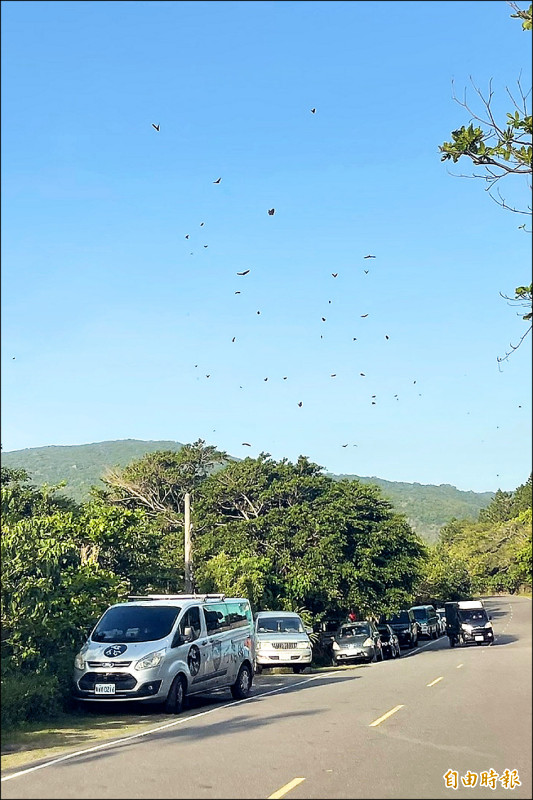 墾丁國家公園管理處呼籲駕駛人,行經恆春半島遇上蝶群時,請將車速降至40公里以下,避免蝴蝶被「路殺」。(記者蔡宗憲攝) 墾丁國家公園管理處呼籲駕駛人,行經恆春半島遇上蝶群時,請將車速降至40公里以下,避免蝴蝶被「路殺」。(記者蔡宗憲攝)