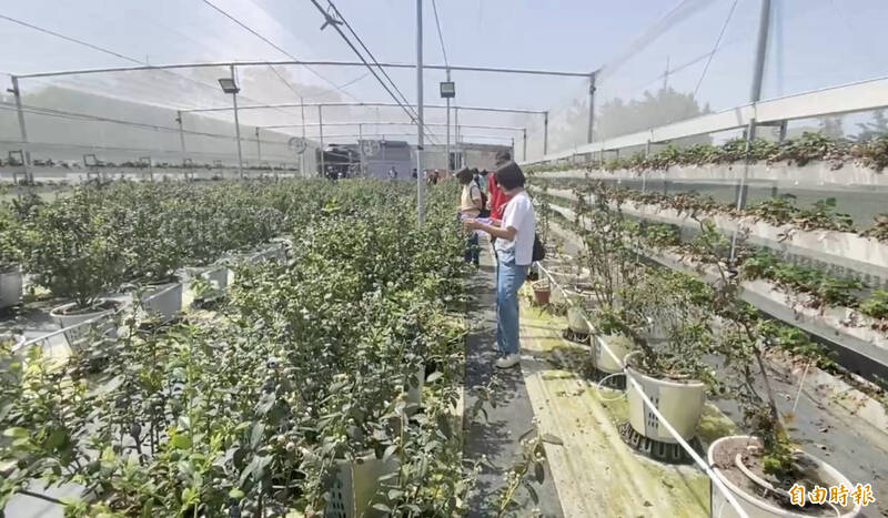 青農江佳駿種植藍莓,從土壤改良著手,採離地栽培方式,耗費近一年打造酸性透氣環境。(記者陳冠備攝) 青農江佳駿種植藍莓,從土壤改良著手,採離地栽培方式,耗費近一年打造酸性透氣環境。(記者陳冠備攝)