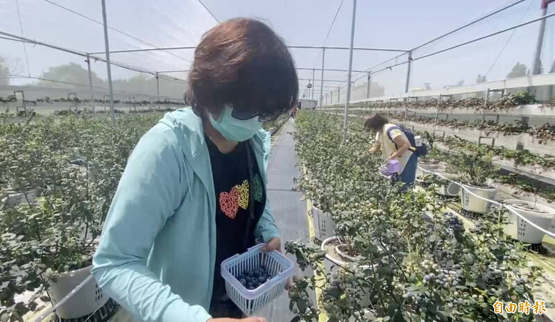 田尾青農江佳駿成功種出藍莓,首度開放果園採果體驗。((記者陳冠備攝) 田尾青農江佳駿成功種出藍莓,首度開放果園採果體驗。((記者陳冠備攝)