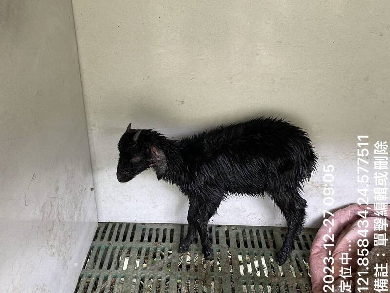 陳姓民眾曾經飼養多隻小羊,也被附近惡犬闖入撕咬受傷或死亡,讓他相當痛心。(民眾提供) 陳姓民眾曾經飼養多隻小羊,也被附近惡犬闖入撕咬受傷或死亡,讓他相當痛心。(民眾提供)