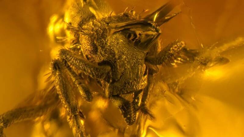 存在1600萬年前多明尼加琥珀(化石樹脂)中的新發現已滅絕「塵土蟻」。(圖擷取自NJIT專頁) 存在1600萬年前多明尼加琥珀(化石樹脂)中的新發現已滅絕「塵土蟻」。(圖擷取自NJIT專頁)