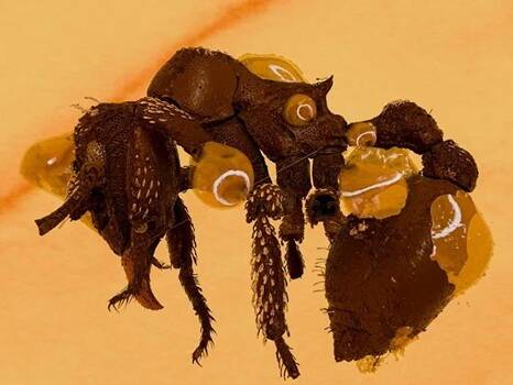 Basiceros enana琥珀化石重建圖(CT掃描)。黃色部分為其頭、足用於沾黏塵土的特化毛。(圖擷取自NJIT專頁) Basiceros enana琥珀化石重建圖(CT掃描)。黃色部分為其頭、足用於沾黏塵土的特化毛。(圖擷取自NJIT專頁)