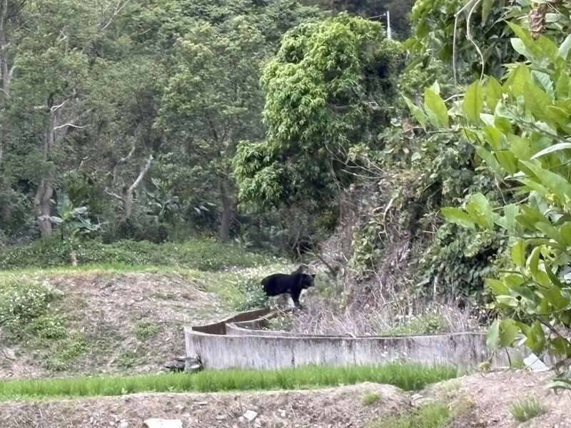 20日傍晚,卓溪鄉中正部落居民目睹黑熊出現在農田,距離民宅僅50公尺。(民眾提供) 20日傍晚,卓溪鄉中正部落居民目睹黑熊出現在農田,距離民宅僅50公尺。(民眾提供)