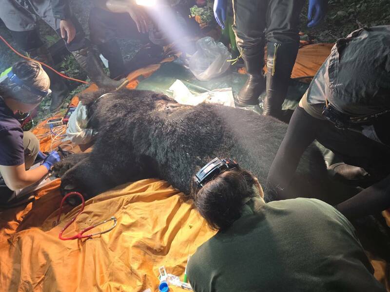 這頭台灣黑熊因為攻擊雞舍還捕食犬隻,昨晚又在攻擊狗時被巡邏人員開槍中彈,送醫急救仍死亡。(林保署提供) 這頭台灣黑熊因為攻擊雞舍還捕食犬隻,昨晚又在攻擊狗時被巡邏人員開槍中彈,送醫急救仍死亡。(林保署提供)