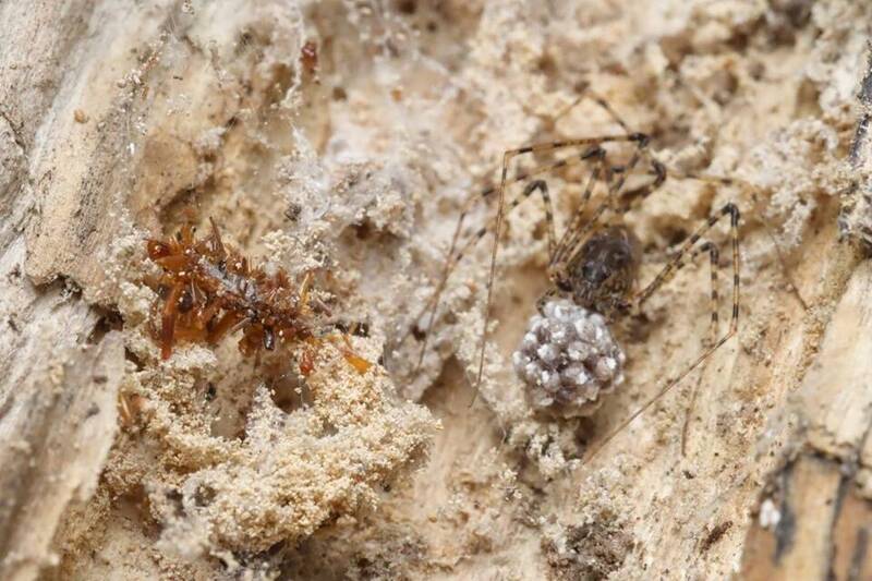 夏威夷驚見「骸骨收藏家」！ 肉食毛毛蟲披掛獵物殘骸築巢