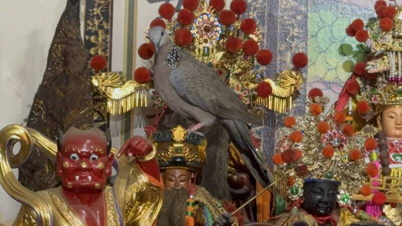 神佛壇今日飛來1隻斑鳩,直挺挺地就停站在福德正神頭頂逾5分鐘。(龔思瑞提供) 神佛壇今日飛來1隻斑鳩,直挺挺地就停站在福德正神頭頂逾5分鐘。(龔思瑞提供)