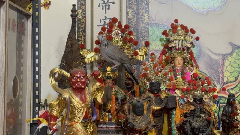 神佛壇今日飛來1隻斑鳩,直挺挺地就停站在福德正神頭頂逾5分鐘。(龔思瑞提供) 神佛壇今日飛來1隻斑鳩,直挺挺地就停站在福德正神頭頂逾5分鐘。(龔思瑞提供)