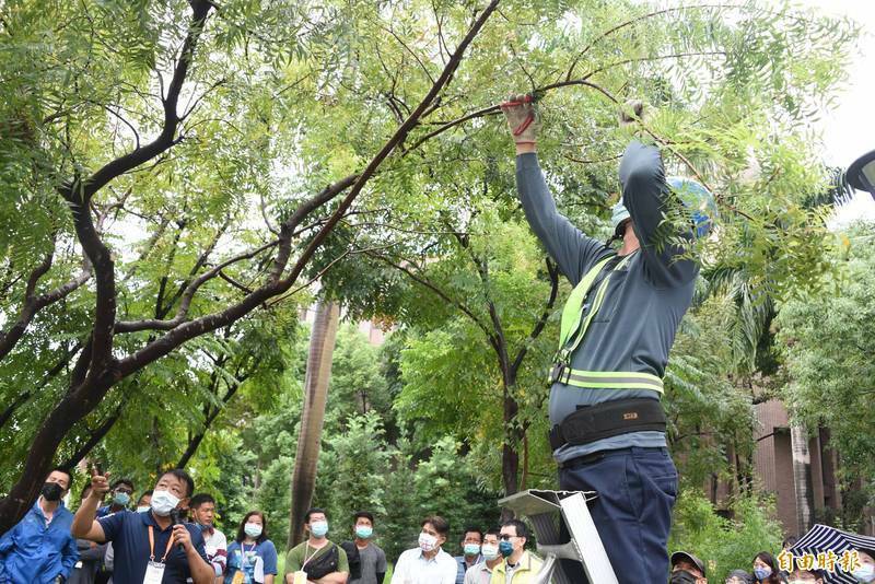 國內受保護樹木約有2200棵，森林法2015年新增樹保後，規定若要修剪、移植受保護樹木須有專業資格，經過10年，樹保人員培訓考選終於有望於年底上路。（資料照）