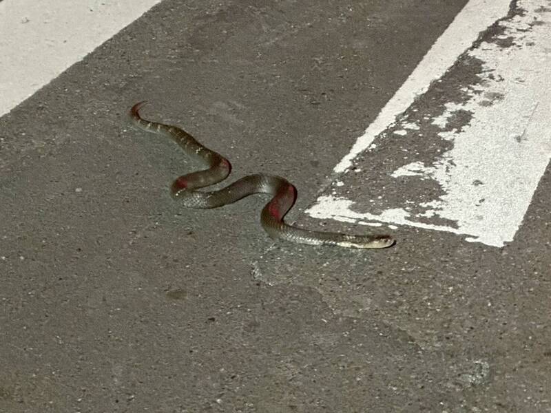 仁德成功里3眼鏡蛇侵擾「如坐遊覽車又回來」 地方質疑野放不夠遠