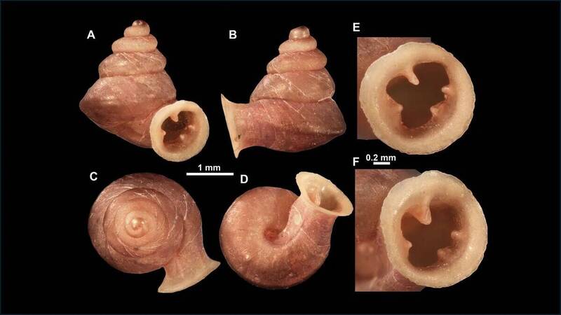殼紋如畫！泰國發現「畢卡索蝸牛」新物種