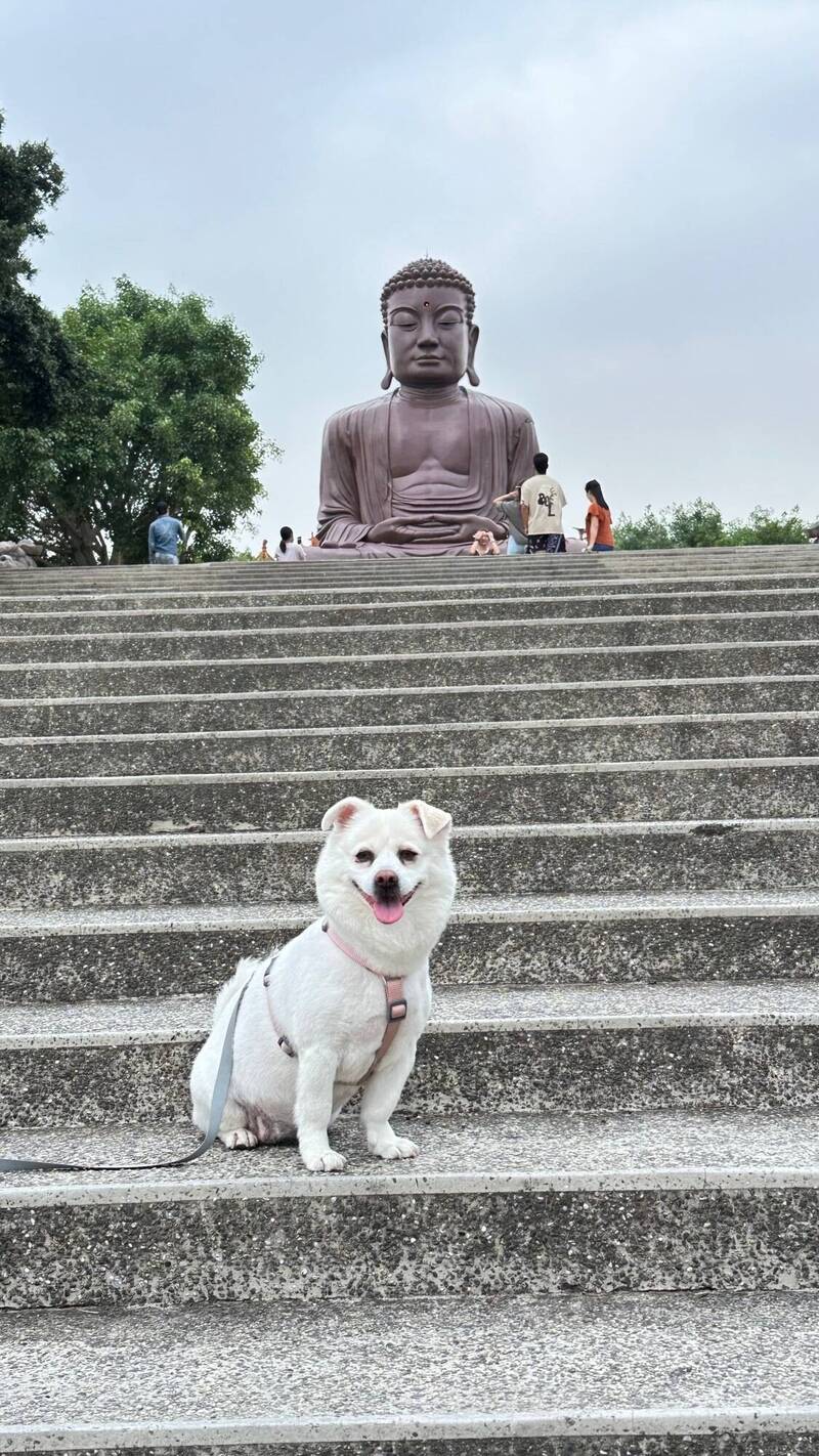 可愛的毛孩在八卦山大佛前開心亮相，彰化縣動防所提醒飼主，守護毛孩健康，從預防做起，5月縣內有6場狂犬病預防注射巡迴活動，毛孩爸媽別忘了帶寵物打疫苗並辦理登記。（圖由民眾提供）