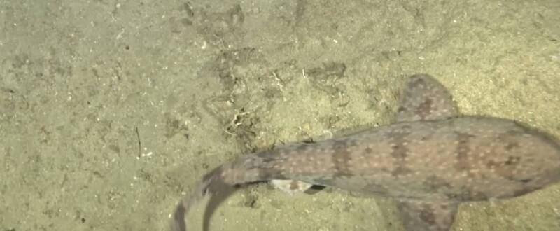 科學家首次拍到的罕見「印尼頭鯊」（Cephaloscyllium pictum）活體影像。。（圖：國家地理探險科技實驗室）