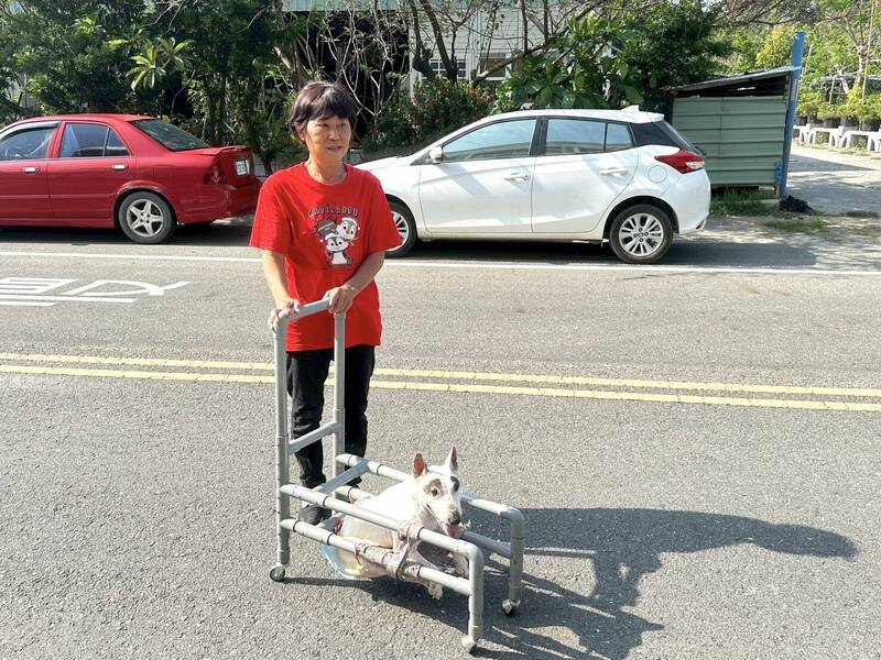 家畜所為車禍半癱牛頭㹴「小美」訂製的復健專用車。 (嘉義縣家畜疾病防治所提供) 家畜所為車禍半癱牛頭㹴「小美」訂製的復健專用車。 (嘉義縣家畜疾病防治所提供)