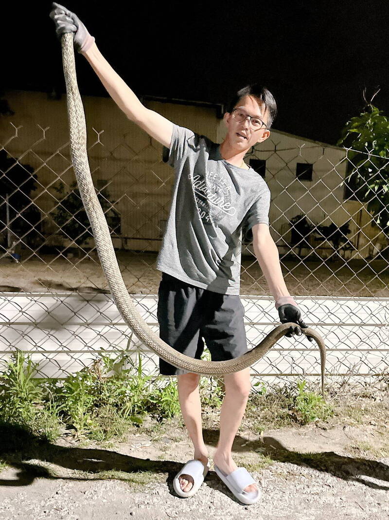 鄭琨諺前幾天才獲捕這條長達2米的臭青母,結果昨天又捕獲1隻。(鄭琨諺提供) 鄭琨諺前幾天才獲捕這條長達2米的臭青母,結果昨天又捕獲1隻。(鄭琨諺提供)
