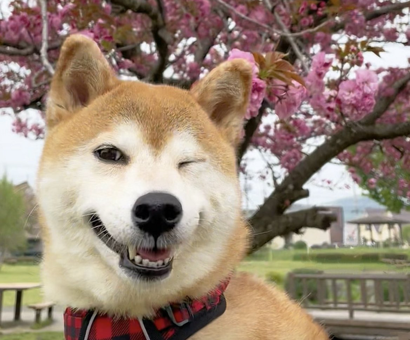 日本網紅柴犬「Momo」主動朝鏡頭拋拋媚眼與笑容,萌翻網友。(圖擷取自@momonosekaiii 社群平台「X」) 日本網紅柴犬「Momo」主動朝鏡頭拋拋媚眼與笑容,萌翻網友。(圖擷取自@momonosekaiii 社群平台「X」)