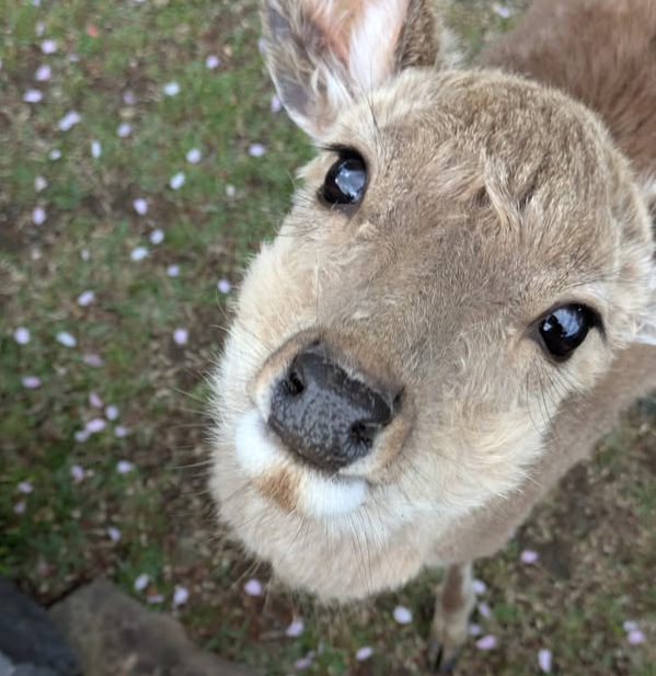 近來有日本網友分享,他奈良公園參觀時,遇到一頭奈良鹿為討要鹿仙貝,用一臉單純無害的水汪汪大眼凝視他。(圖擷取自@tomochan85711 社群平台「X」) 近來有日本網友分享,他奈良公園參觀時,遇到一頭奈良鹿為討要鹿仙貝,用一臉單純無害的水汪汪大眼凝視他。(圖擷取自@tomochan85711 社群平台「X」)