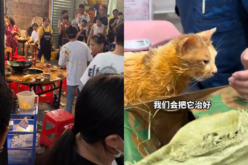 中國重慶市一隻貓從天而降,摔進露天火鍋裡造成自己與多名顧客燙傷送醫。(本報合成,擷取自微博) 中國重慶市一隻貓從天而降,摔進露天火鍋裡造成自己與多名顧客燙傷送醫。(本報合成,擷取自微博)